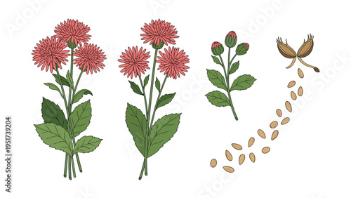 Botanical illustration showing pink flowers, green leaves, and scattered seeds of a plant species to be used for nature and science study.