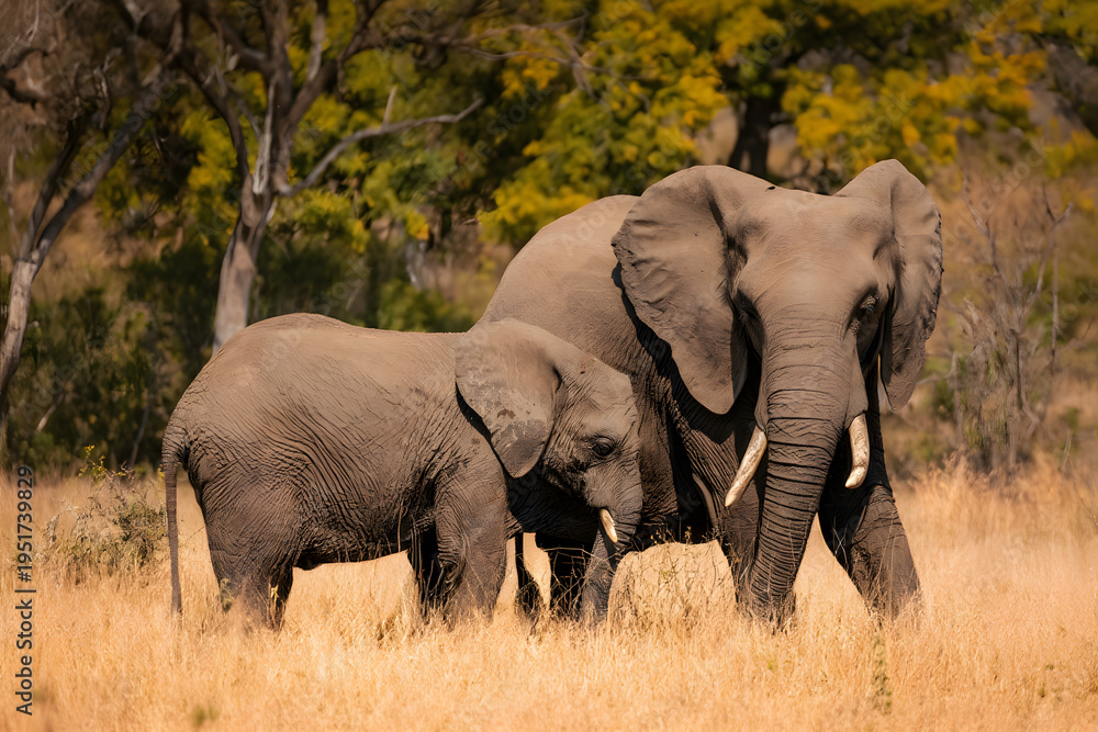 Fototapeta premium An African elephant with large tusks and a long trunk wanders through the grassy savanna of a Kenyan park