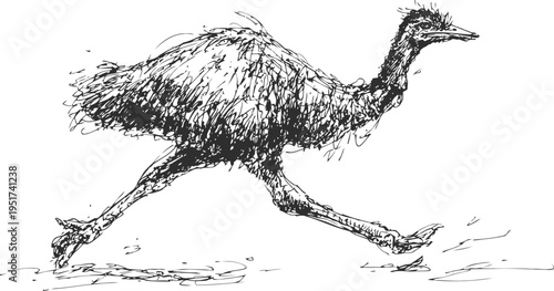 running emu sketch fast flightless australian bird in motion with detailed feathers and long legs