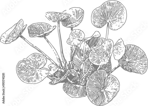Vintage botanical illustration of aquatic plant with round leaves and intricate vein patterns