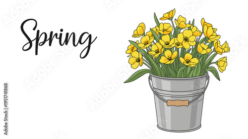 Silver metal bucket overflowing with vibrant yellow tulips represents the arrival of spring with elegant cursive typography on a white backdrop.