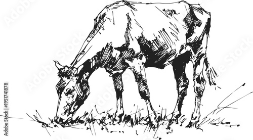 black and white sketch of a cow grazing on grass, farm animal illustration in rustic