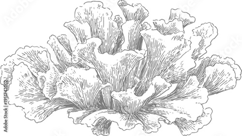 Hand drawn oyster mushrooms cluster illustration fresh edible fungi on white background natural organic food, botanical sketch