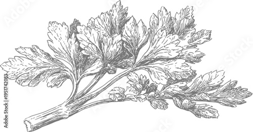 Detailed hand drawn illustration of celery branch with leaves and stalk