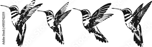 four black and white hummingbirds in flight, mid air wing motion detailed bird illustration