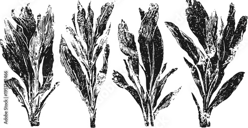 vintage herbal leaves illustrations hand drawn botanical plants set with detailed foliage textures