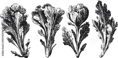 Vintage illustration of four lettuce leaves in detailed black and white ink