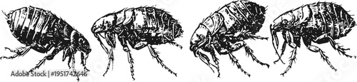 fleas side view vintage illustration set small parasitic insects detailed black ink drawing