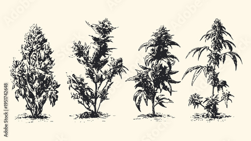 Detailed vintage botanical illustration of four cannabis sativa plants in various growth stages