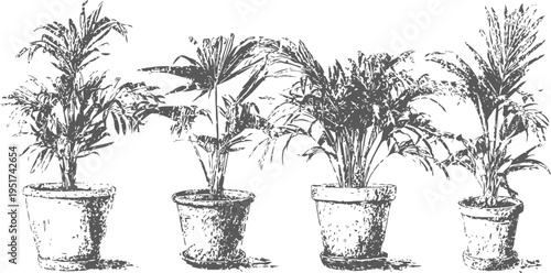 Four potted palm plants, indoor greenery with tropical leaves and decorative pots