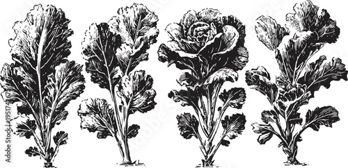 vintage botanical illustration of four different lettuce varieties with detailed leaf textures