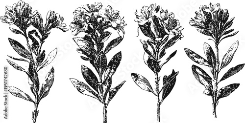 Four vintage botanical illustrations of flowering plants with detailed leaves and blossoms