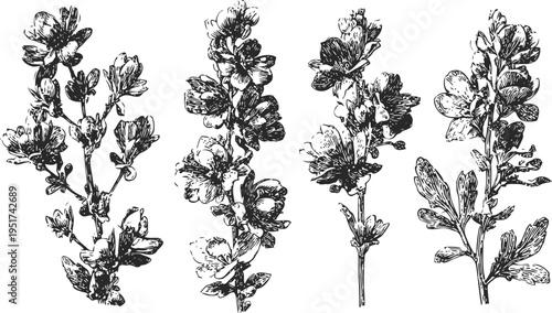 vintage botanical illustration of four flowering plant branches with detailed leaves and blooms