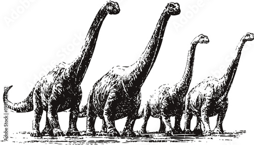 Illustration of four brachiosaurus dinosaurs walking in a line, prehistoric giant herbivores