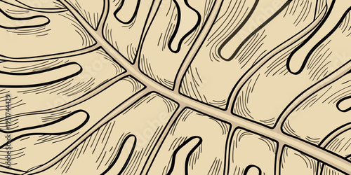 Close up of monstera deliciosa leaves with a sketched minimalist aesthetic