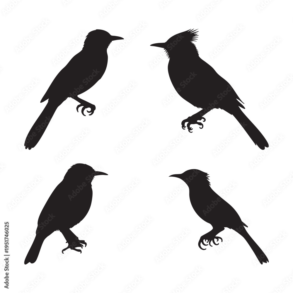 Fototapeta premium Silhouette of Acadian Flycatcher isolated on white background