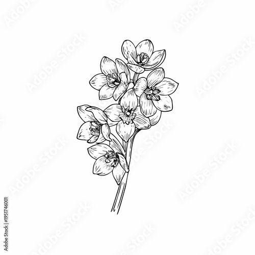 Detailed botanical illustration of delicate blooming orange flowers on a stem