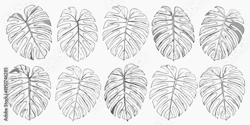 A collection of monstera deliciosa leaves in a botanical sketch style