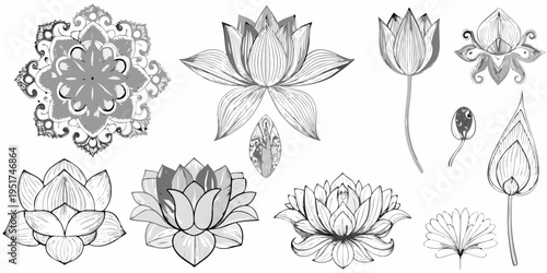 Detailed botanical illustration of various lotus flower stages and mandalas