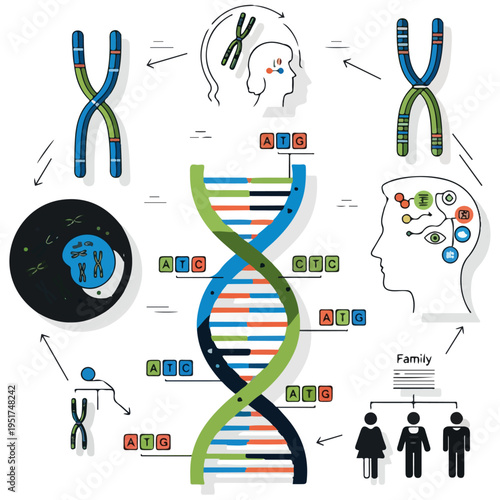 DNA Helix Chromosome Genetic Biology Family Flat Vector Illustration