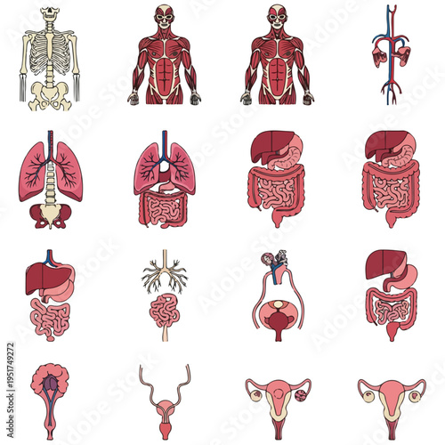 Human Body Anatomy Organ Skeleton Muscle Vector Illustration Set