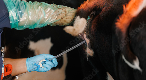 Photos Veterinarian inseminator uses artificial insemination on cow, injection syringe