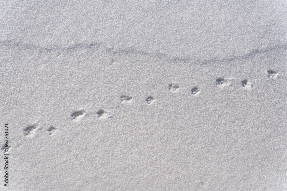 Fototapeta premium Duck tracks in the snow