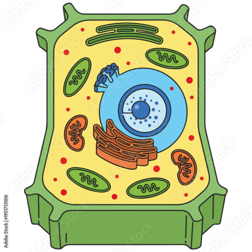 plant cell anatomy diagram flat vector educational illustration