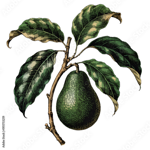 Avocado Fruit on Branch with Leaves, Vintage Botanical Illustration