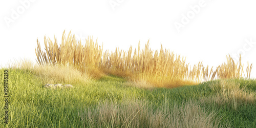 Bilde på lerret Green meadow hills with tall dry grass and fresh vegetation forming a natural countryside landscape