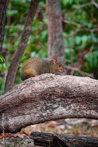Valokuva little agouti