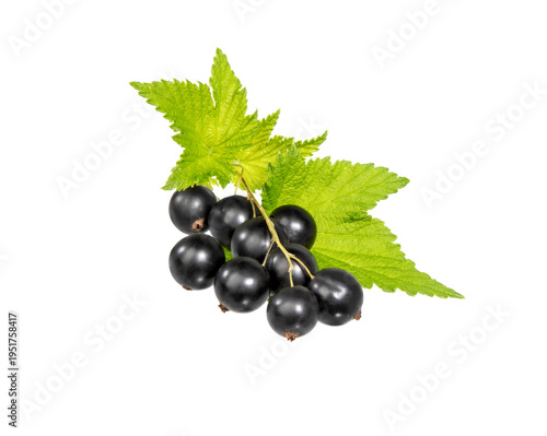 Black currant isolated. Currant black berry with leaves on white