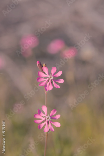 Pink Wildflowers With Soft Bokeh Background and Copy Space