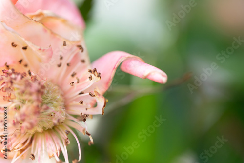 Wilted Pink Flower Macro With Soft Bokeh Background and Copy Space