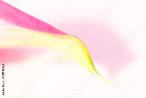 Abstract Pink and Yellow Petal Detail on White Background With Copy Space