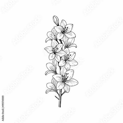 Elegant botanical illustration of lily flowers on a stark white background