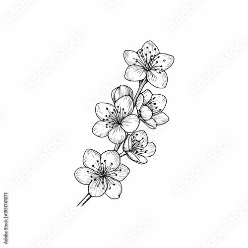 Delicate sketch of blossoming cherry flowers on a plain white background