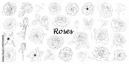 A collection of delicate hand drawn rose sketches in black and white