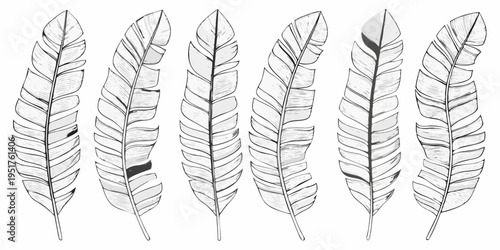 A collection of detailed monochrome feather illustrations arranged vertically