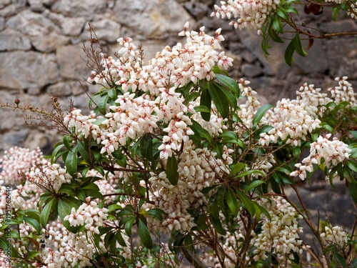 Photos Japanese andromeda (Pieris japonica)