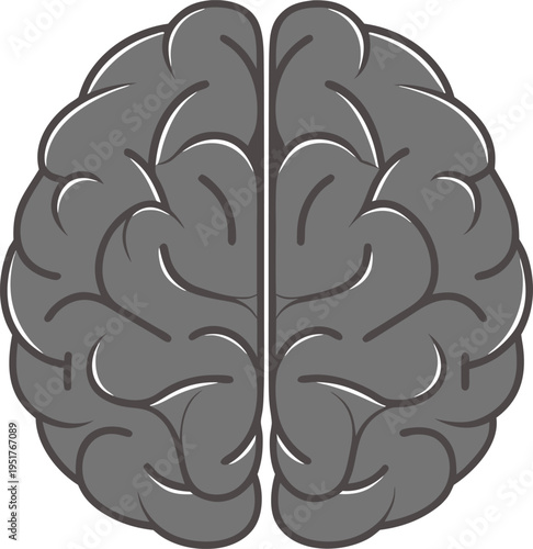 Gray brain with detailed folds anatomy