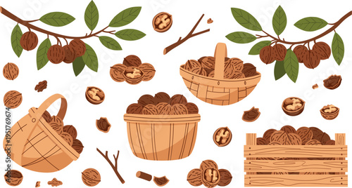 Walnut Harvest Illustration Set with Tree Branches, Baskets, Crates and Fresh Nuts, Organic Farming Collection for Autumn Agriculture and Food Design