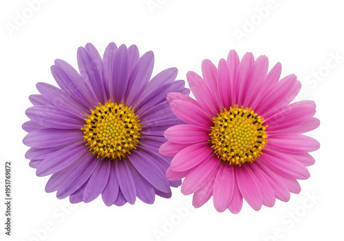 Vibrant Purple and Pink Daisies Side by Side isolated on transparent background