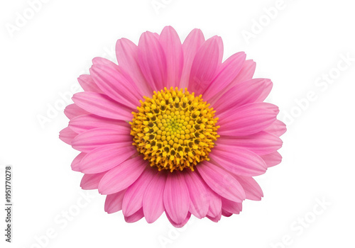 Vibrant pink daisy flower with yellow center isolated on transparent background