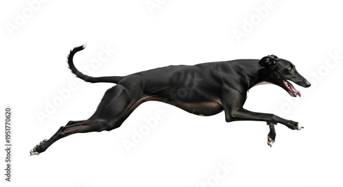 Black greyhound dog running fast black background