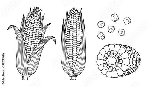 Corn Cob Illustration Set Featuring Whole Maize with Husk, Cross Section and Loose Kernels in Detailed Hand Drawn Outline Vector Style