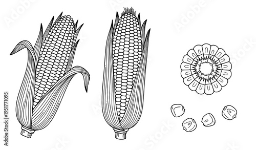 Corn Cob Outline Illustration Set Featuring Whole Maize with Husk, Cross Section and Kernels in Detailed Hand Drawn Minimal Vector Style