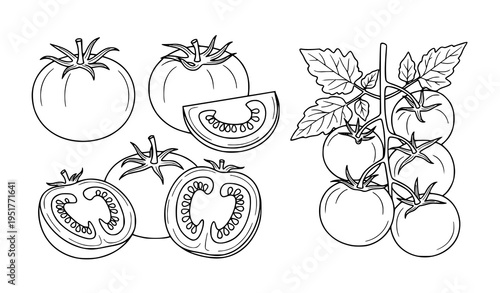 Tomato Botanical Illustration Set Featuring Whole Tomatoes, Slices and Vine Plant with Leaves in Detailed Hand Drawn Outline Vector Style