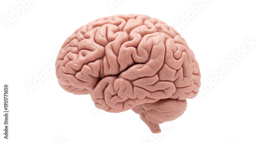 Foto Detailed realistic human brain anatomical model, showing cerebrum and cerebellum