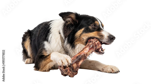 Fotografía Tricolor Border Collie dog lying down, intensely chewing a large raw bone, isola